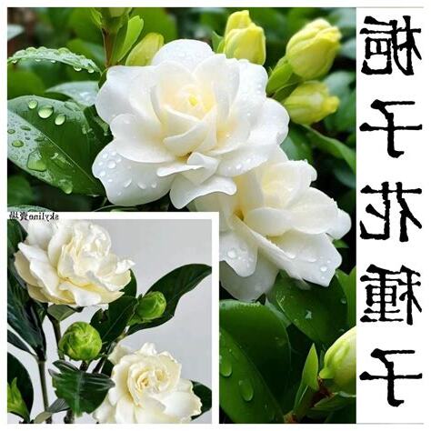 梔子花 室內